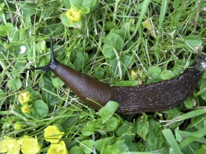 Mördarsnigel i trädgården